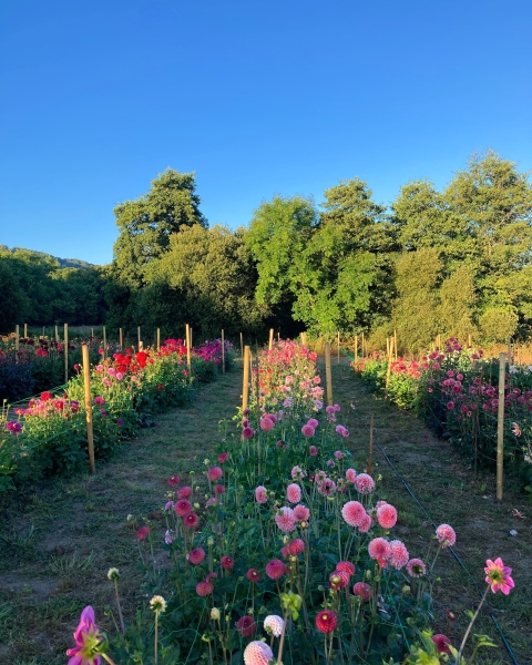 Dorset Dahlias